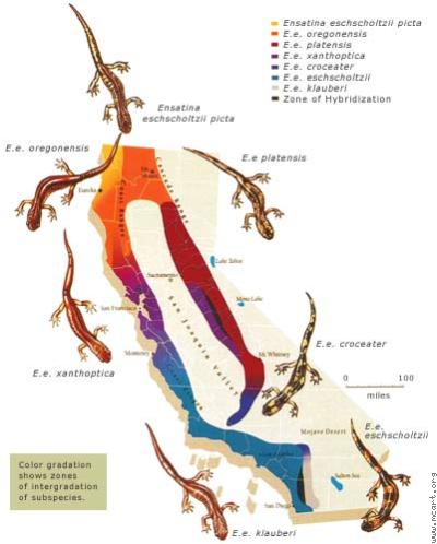 Ring Species: Salamanders