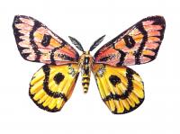 Illustration - Endangered Butterfly