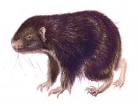 Point Area Mountain Beaver