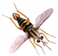 Illustration - Endangered Desert Syrphid Fly