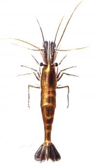 Illustration - Endangered California Freshwater Shrimp