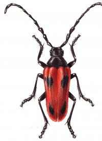Illustration - Endangered Valley Elderberry LonghornBeetle