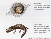 Illustration - Batrachoseps aridus, the desert slender salamander