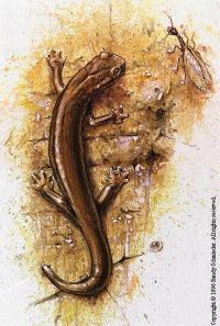 Illustration - Hydromantes shastae, the shasta salamander