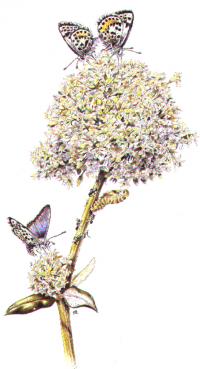 Illustration - El Segundo Blue Endangered Butterfly